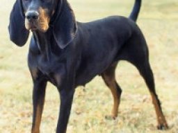 chien_noir_et_feu_pour_la_chasse_au_raton_laveur_20211130_1463065111